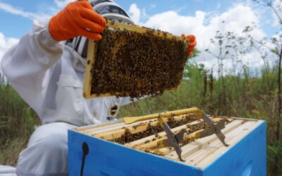 Honeybees and Pesticides: A Landscaper’s Perspective 