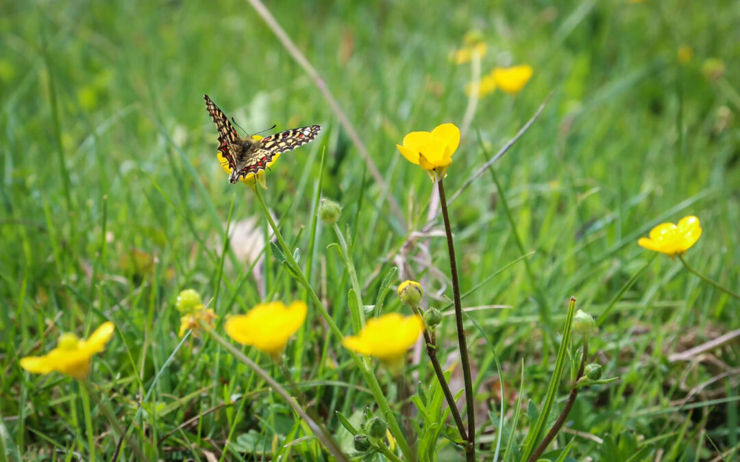 Wildlife-Friendly Lawn