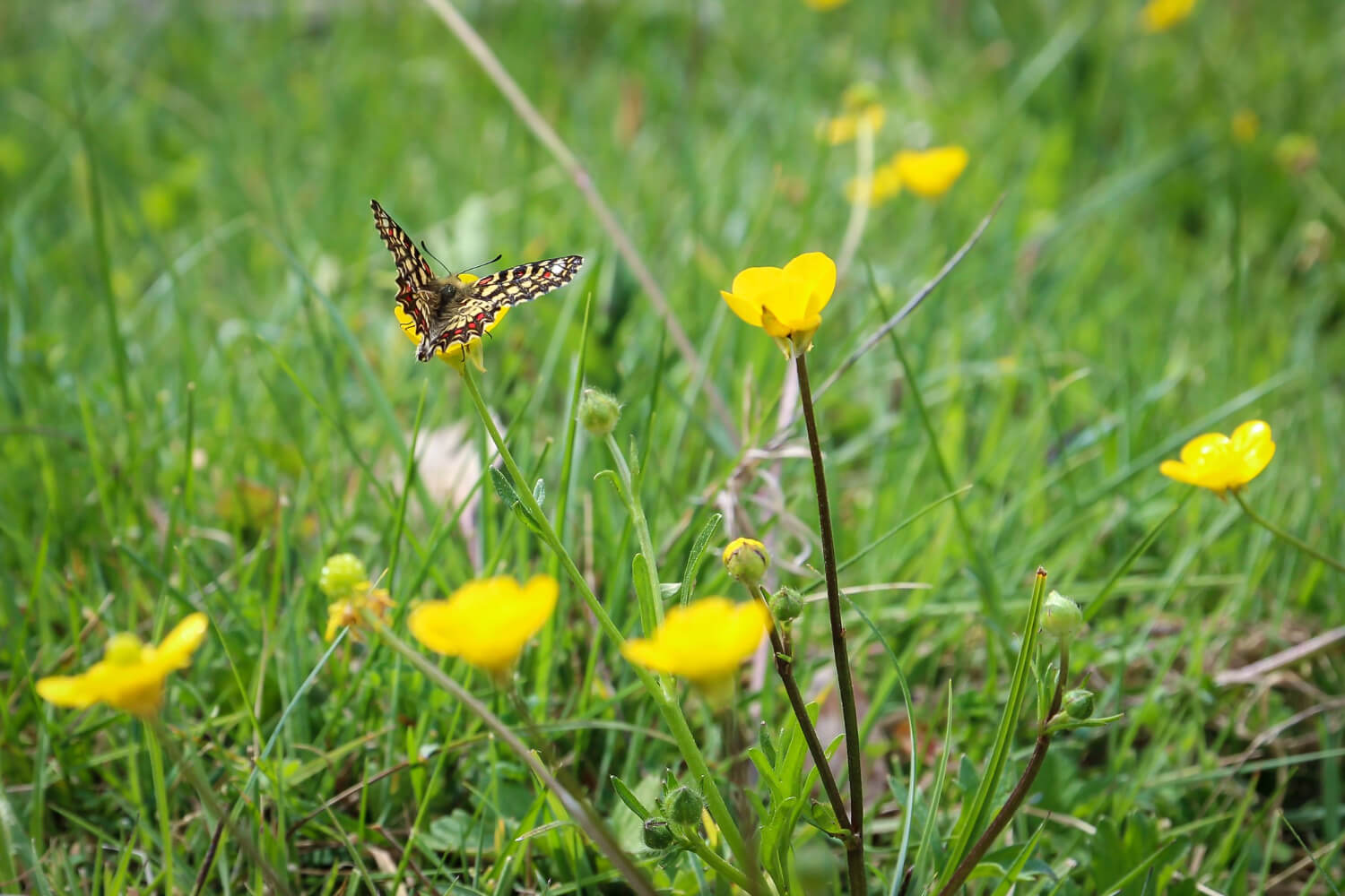 Wildlife-Friendly Lawn